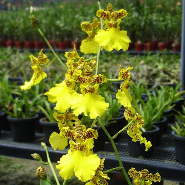 OC79 · Oncidium Millennium Gold