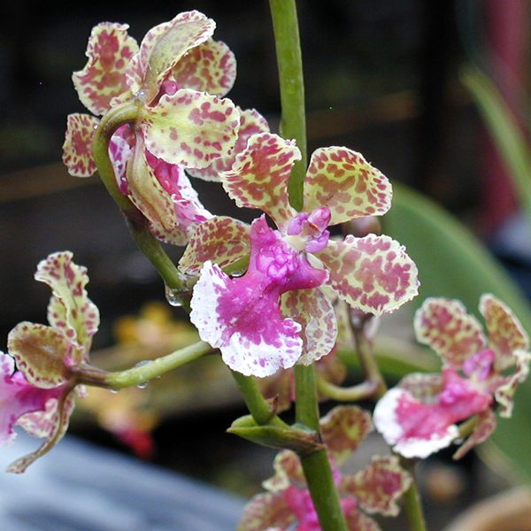 OC80 · Oncidium Ollie Palmer (Oncidium Maureen × haematochilum) × Onc Noorah
