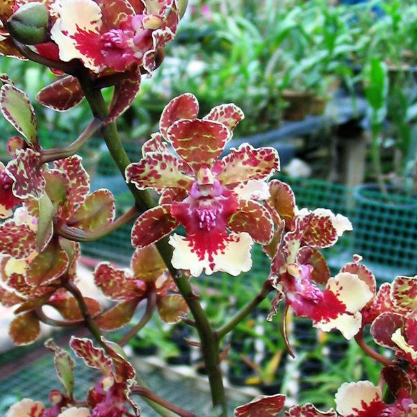Oncidium Ollie Palmer orchid, flower number OC81