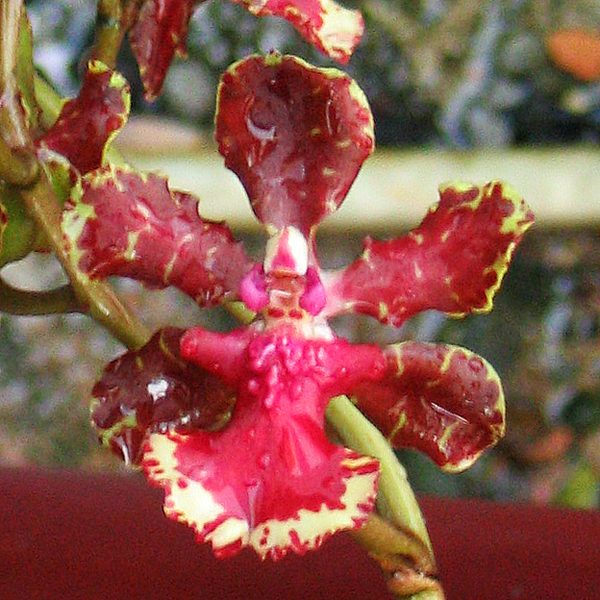 Oncidium Josephine #1 orchid, flower number OC82