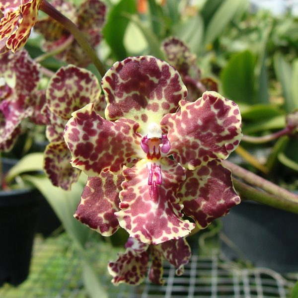 OC83 · Oncidium Noel Schamrock Maureen × Haematochilum