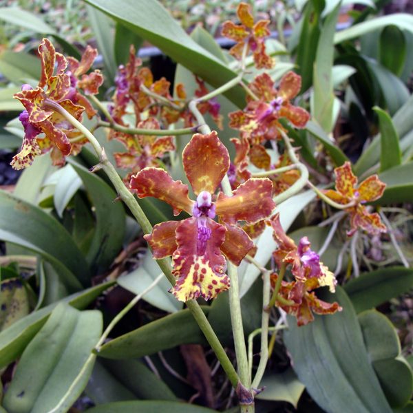 OC84 · Oncidium Josephine