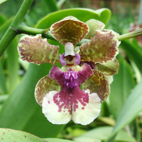 OC85 · Oncidium Maureen (Oncidium Chanticleer × Oncidium Eximium) × Oncidium lanceanum