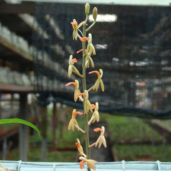 Liparis Latifolia orchid, flower number OC89