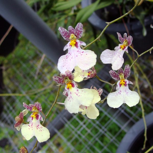 OC91 · Oncidium Popcorn ‘Misty Pinky’