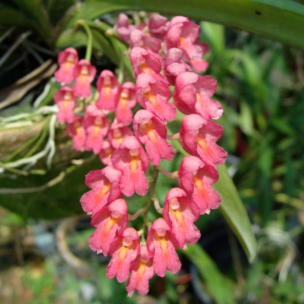 Rodriguezia Lanceolata orchid, flower number OC93