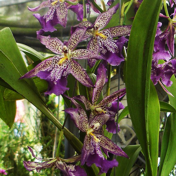OC94 · Beallara Marfitch ‘Howard’s Dream’ AM/AOS