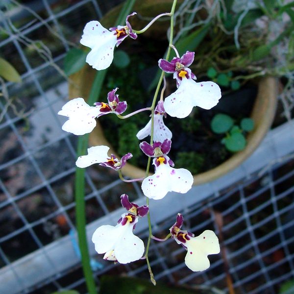 OC96 · Inonocidvum Yellow ‘Fantacy’