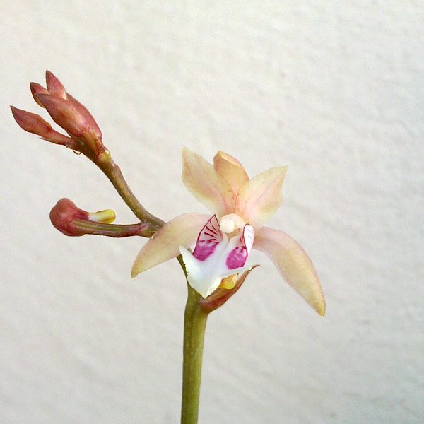 OC97 · Oeceoclades Brassavola