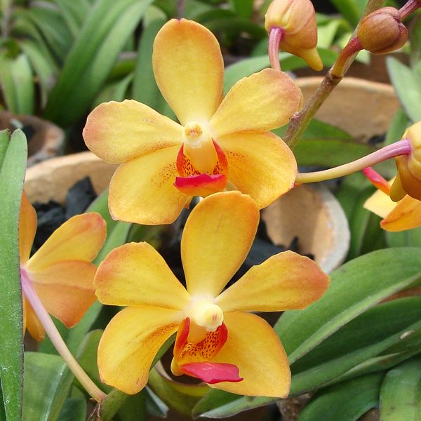 Hmra Brighton's Friendship orchid, flower number P116