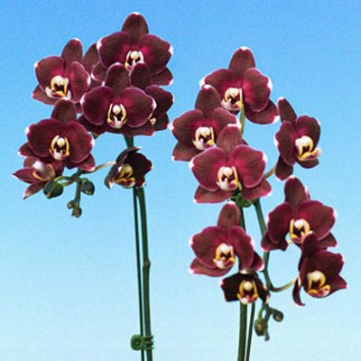 P131 · Doritaenopsis I-Hsin Black Jack ‘KH5706#1’