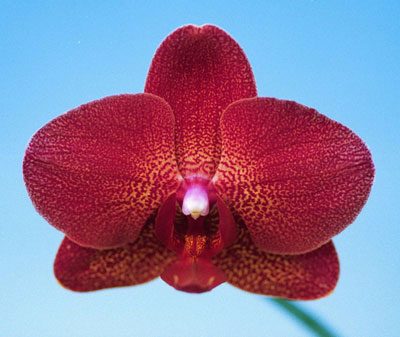 P134 · Doritaenopsis I-Hsin Picture ‘KH7357’