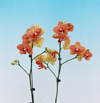 P135 · Doritaenopsis