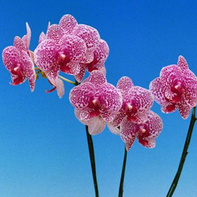 P136 · Doritaenopsis I-Hsin Sun Beauty ‘KH6758#6’