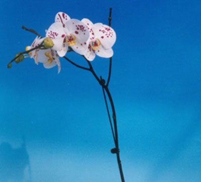 Phalaenopsis (I-Hsin Black Panther × I-Hsin Bride) 'KH6733#' orchid, flower number P137