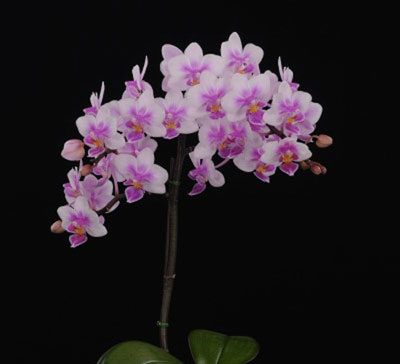 P139 · Phalaenopsis Brother Spring Dancer