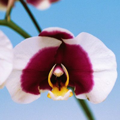 Phalaenopsis I-Hsin Spotted Deer orchid, flower number P140