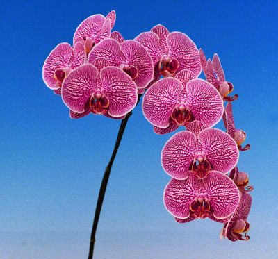 P141 · Doritaenopsis Leopard Prince ‘KH4338’