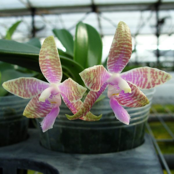 PS01 · Phalaenopsis hieroglyphica
