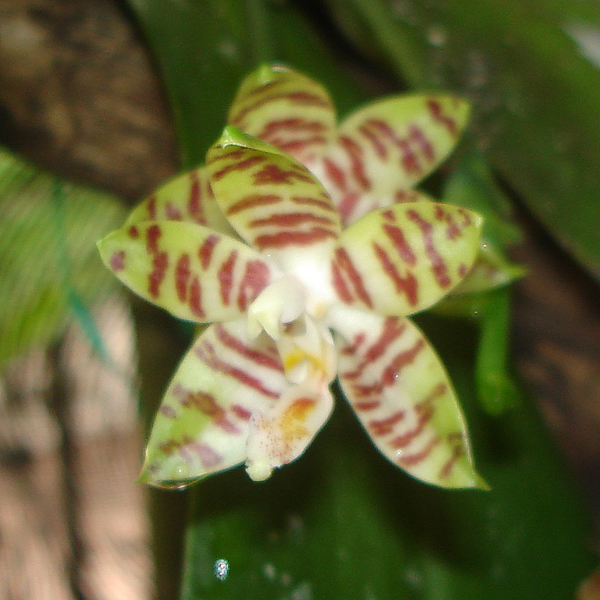PS02 · Phalaenopsis sumatrana