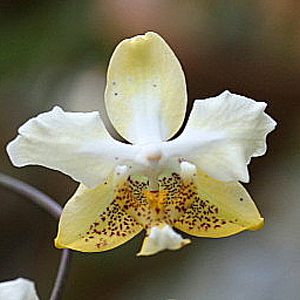 Phalaenopsis stuartiana var. nobilis orchid, flower number PS03