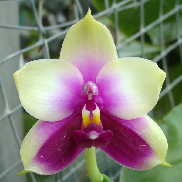 PS04 · Phalaenopsis violacea