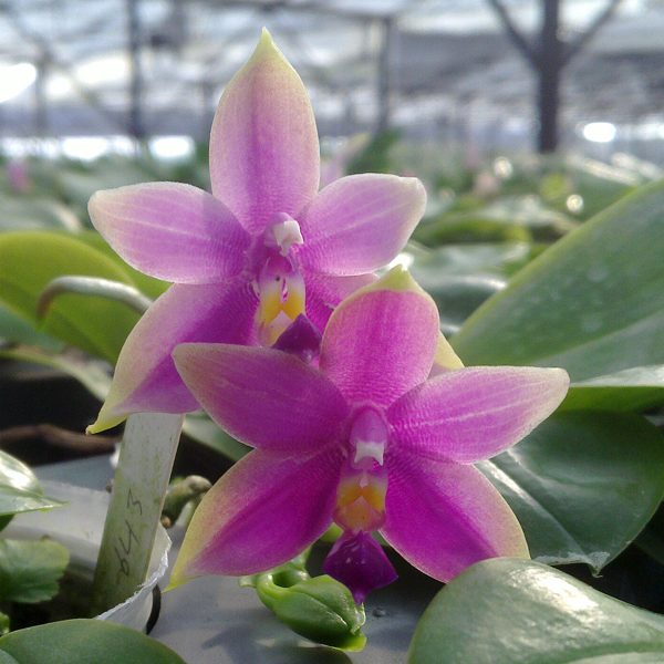 PS05 · Phalaenopsis violacea ‘Blue Malaysia’ × ‘Dark Red US’