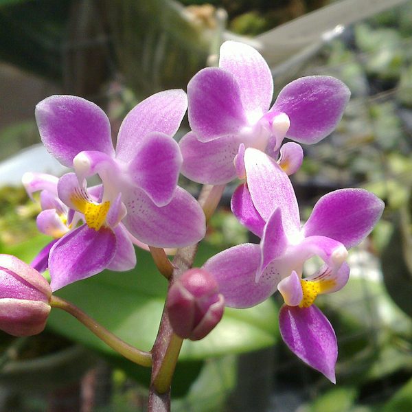 Phalaenopsis equestris 'pink lip' orchid, flower number PS06