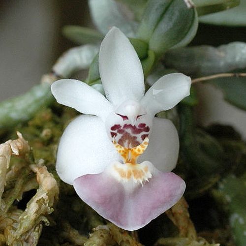 PS12 · Phalaenopsis parishii