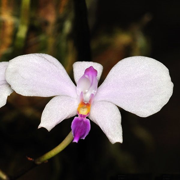 Phalaenopsis lowii orchid, flower number PS14