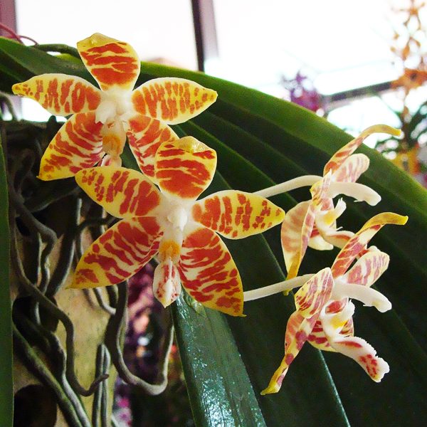 Phalaenopsis amboinensis var. flavida orchid, flower number PS15