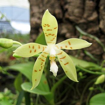 Phalaenopsis pallens orchid, flower number PS16