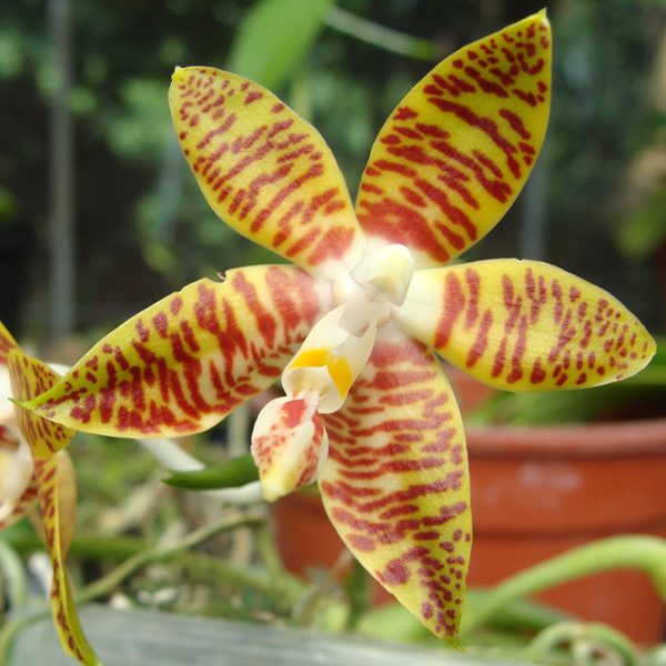 Phalaenopsis fasciata orchid, flower number PS17