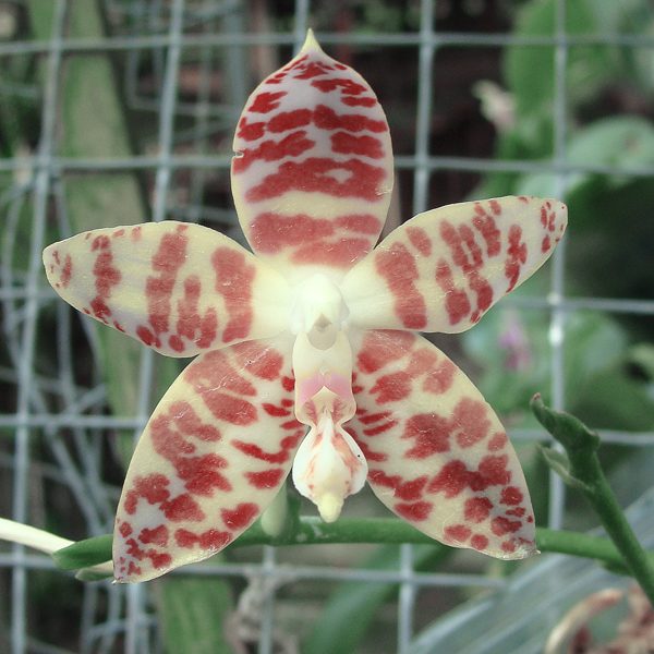 Phalaenopsis Amboinensis (white) orchid, flower number PS19