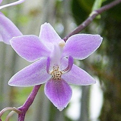 Phalaenopsis equestris var. Rosea orchid, flower number PS20