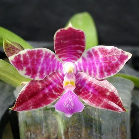 Phalaenopsis leuddermaniana 'solid red × dark red' orchid, flower number PS21