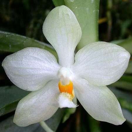Phalaenopsis micholitzii orchid, flower number PS22