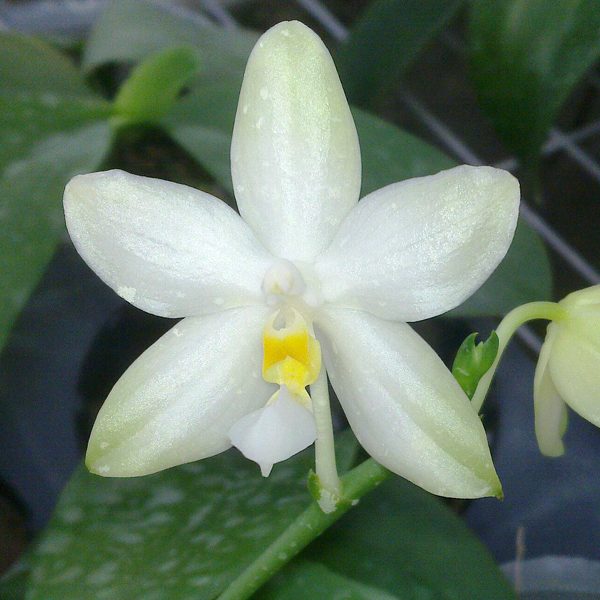 Phalaenopsis bellina 'alba' × pulchra 'alba' orchid, flower number PS23