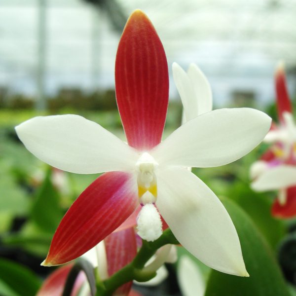 Phalaenopsis speciosa orchid, flower number PS24