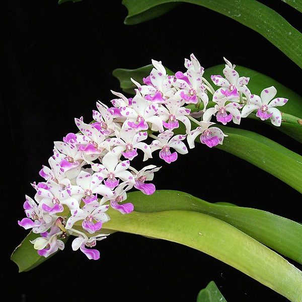 R36 · Rhynchostylis Gigantea Spot