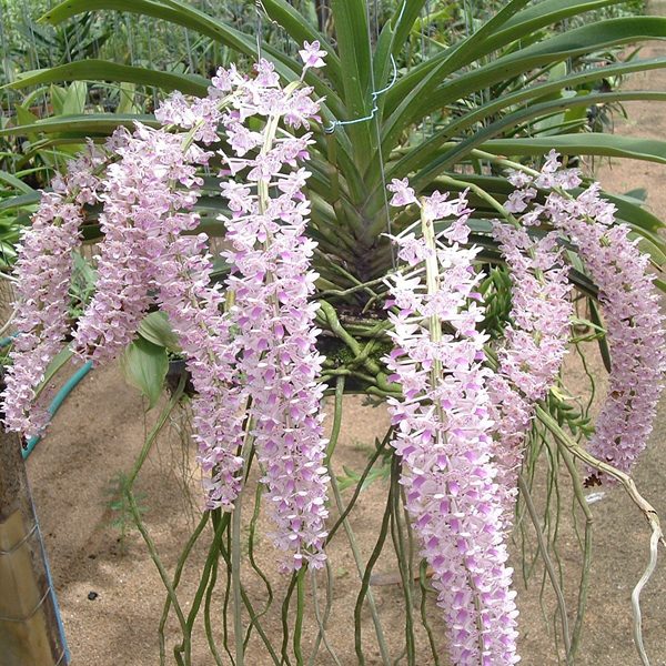 R67 · Rhynchostylis Retusa