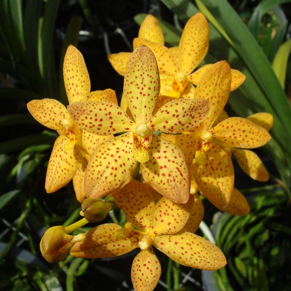 R70 · Rhynchostylis Monachiea × Ascda Fuch Gold