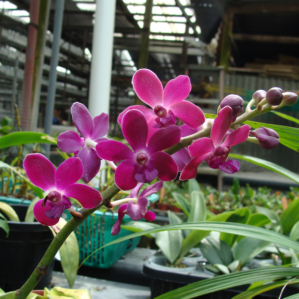 R73 · Opsistylis Suree ‘See’s’ AM/AOS