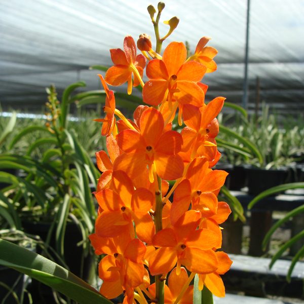 R75 · Rnctm Sultanah Zenariah
