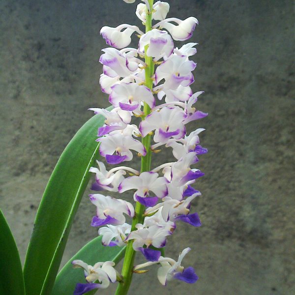 Rhychostylis Coelestis 'Blue' orchid, flower number R78