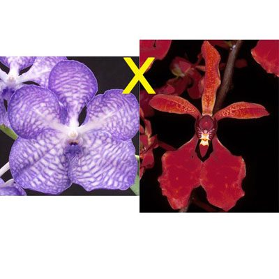 R80 · Vanda coerulea × Renanthera storiei