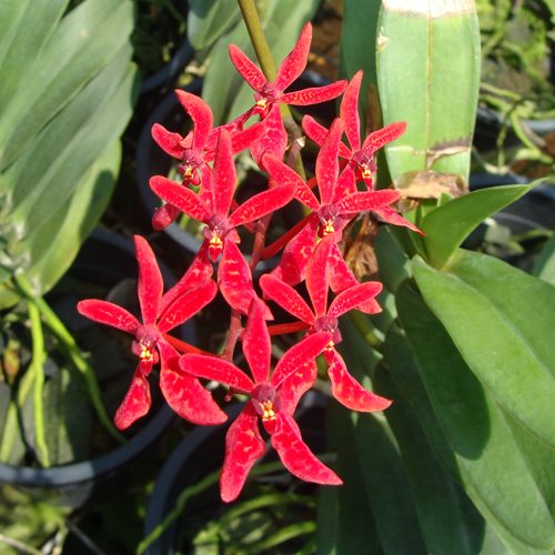 R83 · Renanthera Singapore