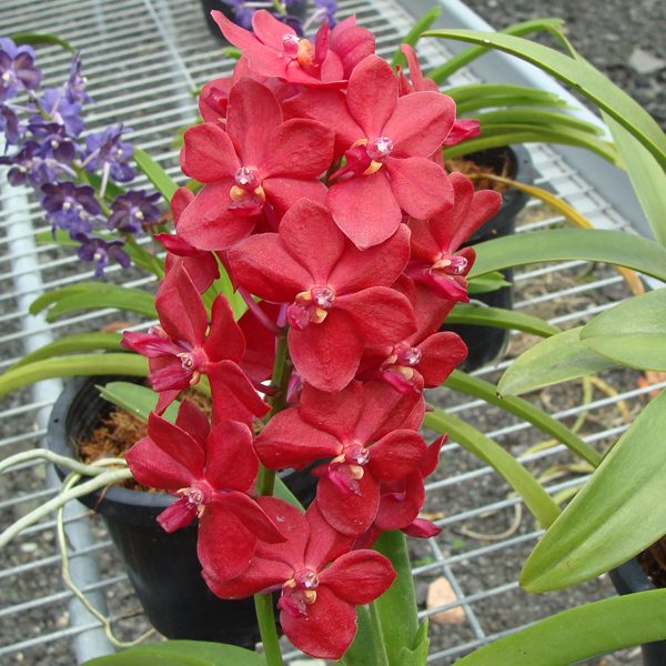 SA03 · Vascostylis Crownfox ‘Red Gem’