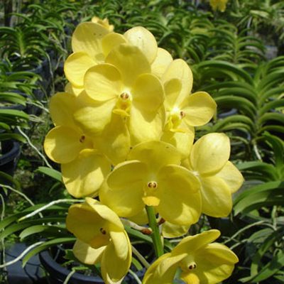 Ascocenda Jeannette Brandon orchid, flower number SA04