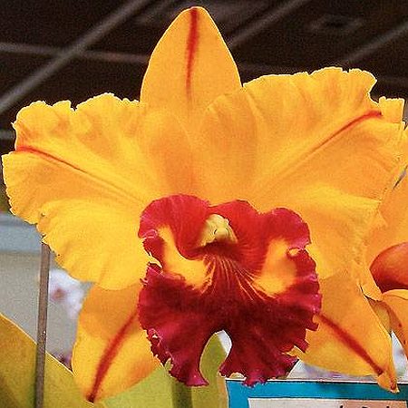Brassolaeliocattleya Tainan Gold 'Golden Oriole' AM/AOS orchid, flower number SC01